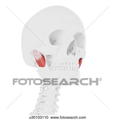 Stock Image - Deep masseter muscle, computer illustration.. Fotosearch