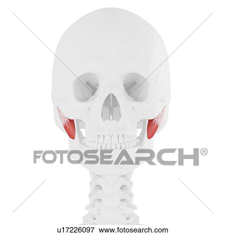 Stock Photo - Deep masseter muscle, computer illustration.. Fotosearch