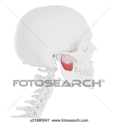 Stock Photo - Deep masseter muscle, computer illustration.. Fotosearch
