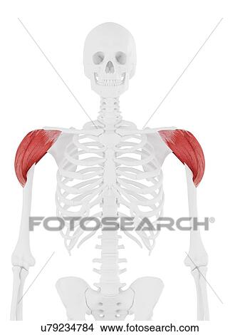 Picture - Deltoid muscle, computer illustration.. Fotosearch
