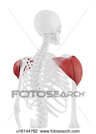 Deltoid muscle, computer illustration. View Large Photo Image Stock Image - Deltoid muscle, computer illustration.. Fotosearch
