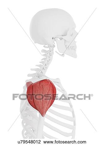 Stock Image - Deltoid muscle, computer illustration.. Fotosearch