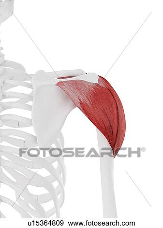 Deltoid muscle, computer illustration. View Large Photo Image Stock Photo - Deltoid muscle, computer illustration.. Fotosearch