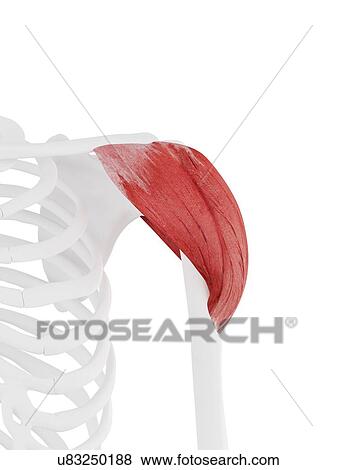 Deltoid muscle, computer illustration. View Large Photo Image Stock Photo - Deltoid muscle, computer illustration.. Fotosearch