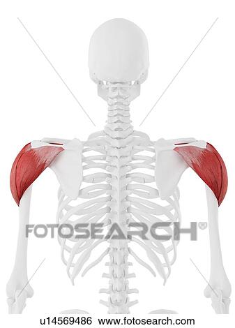 Deltoid muscle, computer illustration. View Large Photo Image Stock Photograph - Deltoid muscle, computer illustration.. Fotosearch