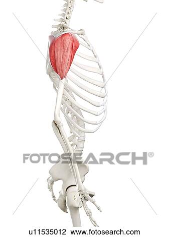 Stock Image - Deltoid muscle, illustration. Fotosearch