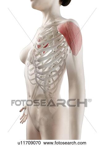 Stock Image - Deltoid muscle, illustration. Fotosearch