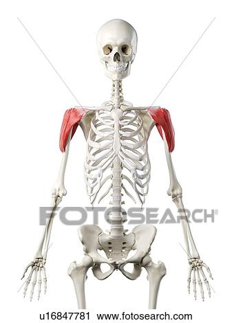 Stock Image - Deltoid muscle, illustration. Fotosearch