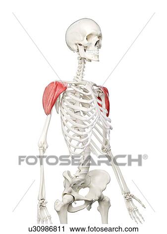 Deltoid muscle, illustration View Large Photo Image Stock Image - Deltoid muscle, illustration. Fotosearch