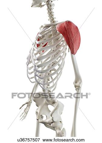 Stock Photo - Deltoid muscle, illustration. Fotosearch