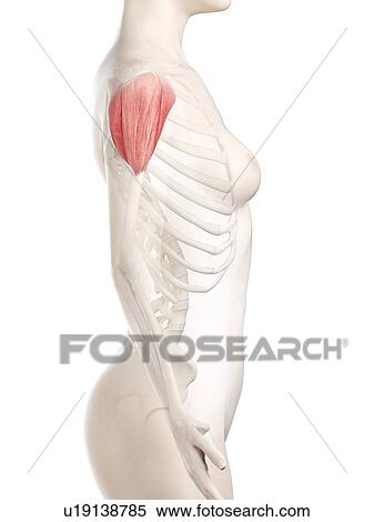 Stock Photography - Deltoid muscle, illustration. Fotosearch