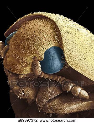 Stock Image - Dermestid beetle. Scanning electron micrograph of a dermestid beetle. Dermestidae are a family of Coleoptera that are commonly referred to as skin beetles. Other common names include larder beetle, hide or leather beetles, and carpet beetles. Adult.... Fotosearch