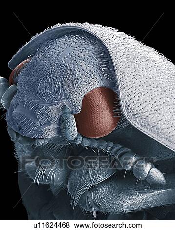 Stock Photo - Dermestid beetle. Scanning electron micrograph of a dermestid beetle. Dermestidae are a family of Coleoptera that are commonly referred to as skin beetles. Other common names include larder beetle, hide or leather beetles, and carpet beetles. Adult.... Fotosearch