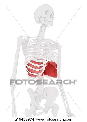Picture - Diaphragm, computer illustration.. Fotosearch