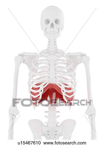 Stock Image - Diaphragm, computer illustration.. Fotosearch