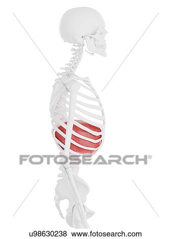 Stock Photo - Diaphragm, computer illustration.. Fotosearch