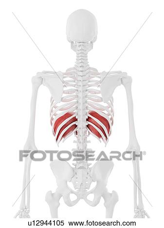 Stock Photography - Diaphragm, computer illustration.. Fotosearch