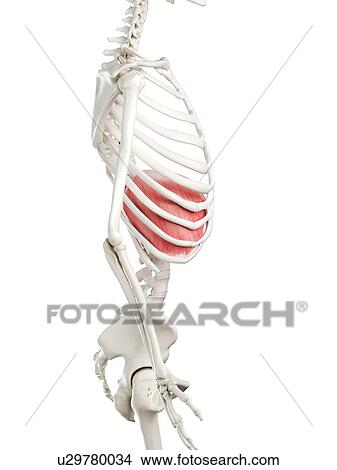 Picture - Diaphragm, illustration. Fotosearch