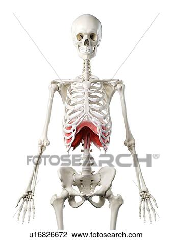 Stock Image - Diaphragm, illustration. Fotosearch