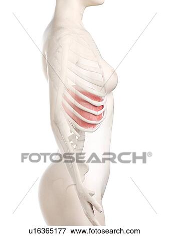 Stock Photo - Diaphragm, illustration. Fotosearch