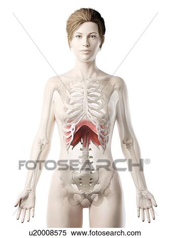 Stock Photography - Diaphragm, illustration. Fotosearch