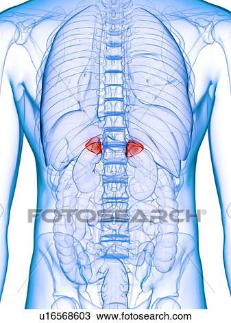 Stock Image - Diseased adrenal glands, conceptual illustration. Fotosearch
