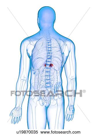 Stock Photography - Diseased adrenal glands, conceptual illustration. Fotosearch