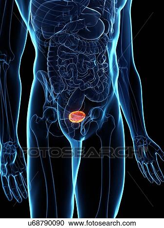 Stock Image - Diseased bladder, conceptual illustration. Fotosearch