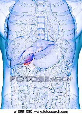 Diseased gallbladder, conceptual illustration View Large Photo Image Stock Image - Diseased gallbladder, conceptual illustration. Fotosearch