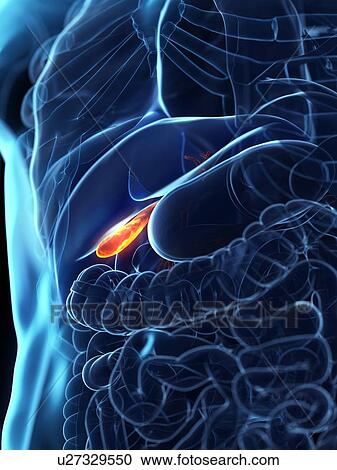 Stock Image - Diseased gallbladder, conceptual illustration. Fotosearch