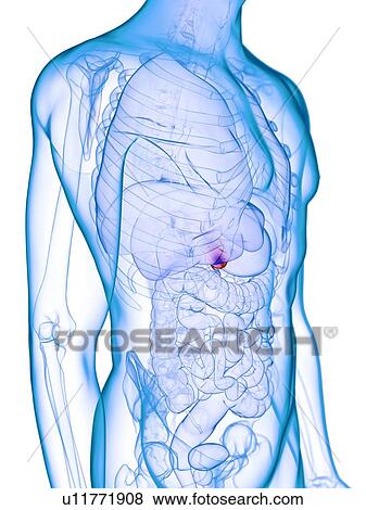 Diseased gallbladder, conceptual illustration View Large Photo Image Stock Photo - Diseased gallbladder, conceptual illustration. Fotosearch