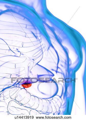 Stock Photo - Diseased gallbladder, conceptual illustration. Fotosearch