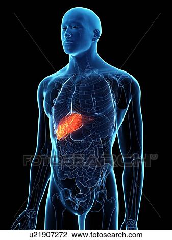 Stock Image - Diseased liver, conceptual illustration. Fotosearch