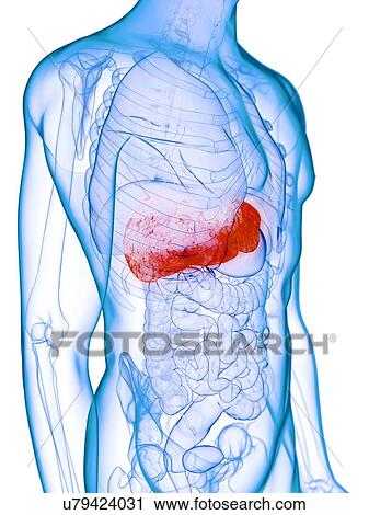 Stock Image - Diseased liver, conceptual illustration. Fotosearch