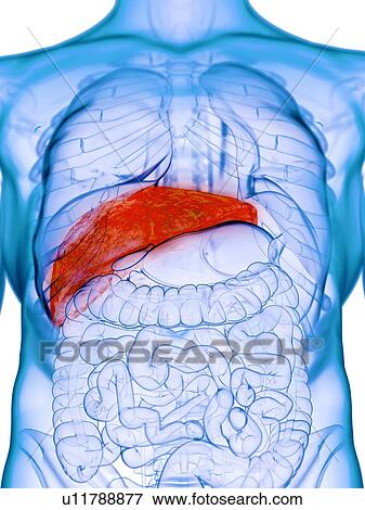 Diseased liver, conceptual illustration View Large Photo Image Stock Photo - Diseased liver, conceptual illustration. Fotosearch