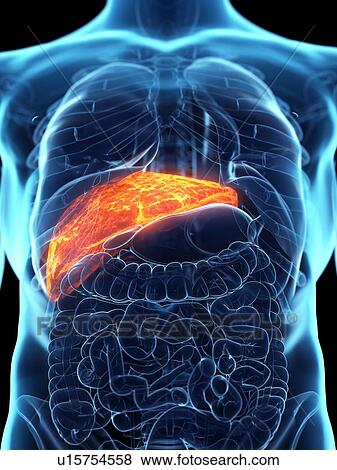 Stock Photo - Diseased liver, conceptual illustration. Fotosearch