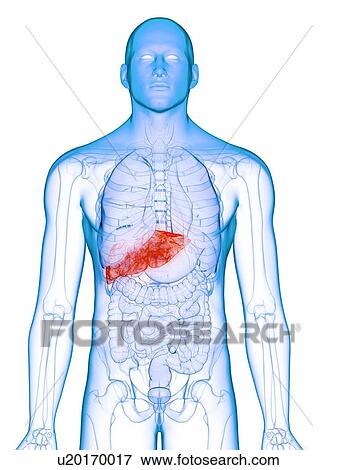 Stock Photo - Diseased liver, conceptual illustration. Fotosearch
