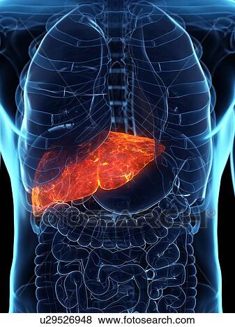 Stock Photo - Diseased liver, conceptual illustration. Fotosearch