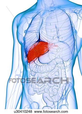 Stock Photo - Diseased liver, conceptual illustration. Fotosearch