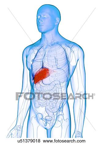 Diseased liver, conceptual illustration View Large Photo Image Stock Photo - Diseased liver, conceptual illustration. Fotosearch