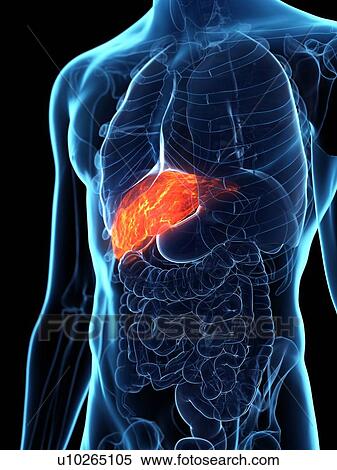 Diseased liver, conceptual illustration View Large Photo Image Stock Photography - Diseased liver, conceptual illustration. Fotosearch