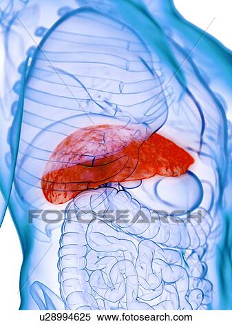 Stock Photography - Diseased liver, conceptual illustration. Fotosearch