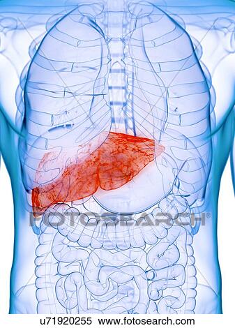 Stock Photography - Diseased liver, conceptual illustration. Fotosearch