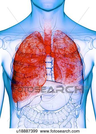 Stock Photo - Diseased lung, conceptual illustration. Fotosearch
