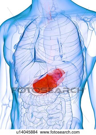 Diseased stomach, conceptual illustration View Large Photo Image Picture - Diseased stomach, conceptual illustration. Fotosearch