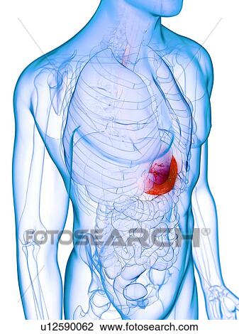 Diseased stomach, conceptual illustration View Large Photo Image Stock Image - Diseased stomach, conceptual illustration. Fotosearch