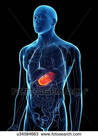 Diseased stomach, conceptual illustration View Large Photo Image Stock Image - Diseased stomach, conceptual illustration. Fotosearch