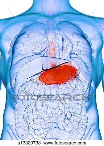 Diseased stomach, conceptual illustration View Large Photo Image Stock Photo - Diseased stomach, conceptual illustration. Fotosearch