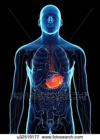 Diseased stomach, conceptual illustration View Large Photo Image Stock Photo - Diseased stomach, conceptual illustration. Fotosearch