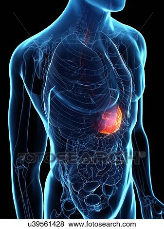 Diseased stomach, conceptual illustration View Large Photo Image Stock Photo - Diseased stomach, conceptual illustration. Fotosearch
